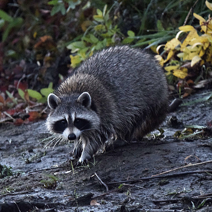 A Nostalgic Look at Coon Hunting in the 1970s: The Golden Age of Raccoon Chasing