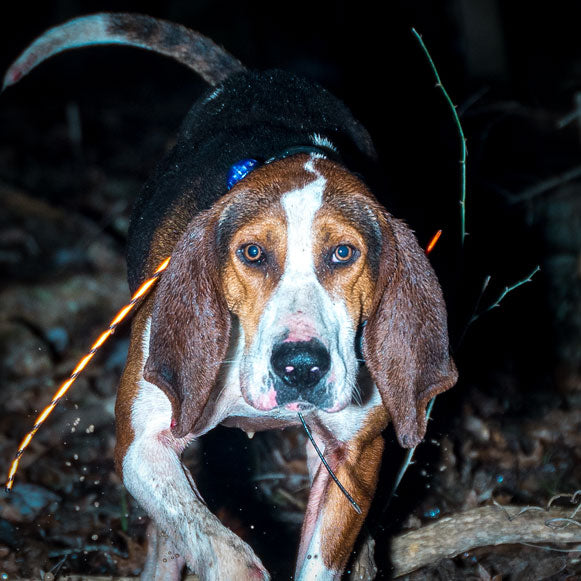 The Hunting Abilities of Treeing Walker Coonhounds: A Breed Overview