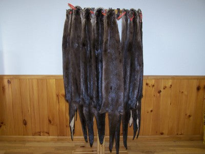 Tanned Otter - Huntsmart