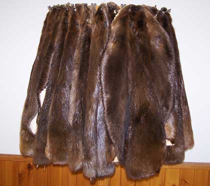 Tanned Beaver - Huntsmart