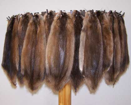 Tanned Muskrat - Huntsmart