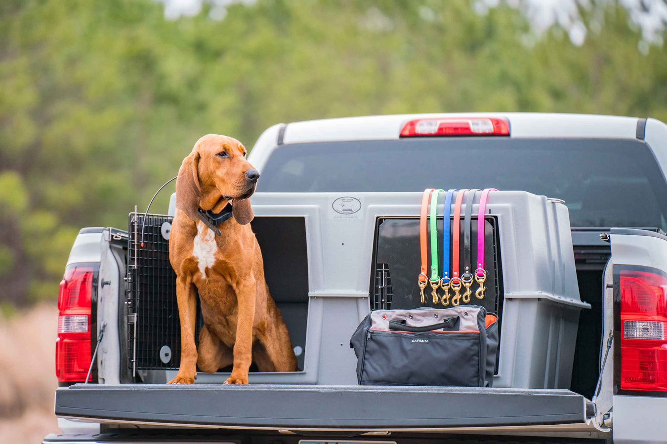 Hound dog in the back of truck with kennel and assorted dog collars
