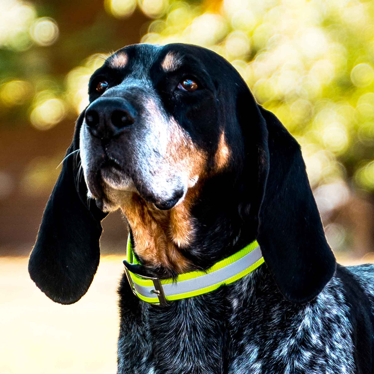 Nite Lite 3/4" Day-Glo Collar Ring-N-Center with Reflective Strip - Huntsmart