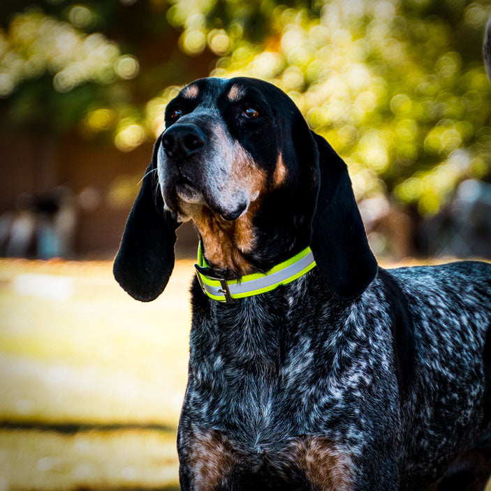 Unleashing the Blue Tick Coonhound's Exceptional Raccoon Hunting Skills