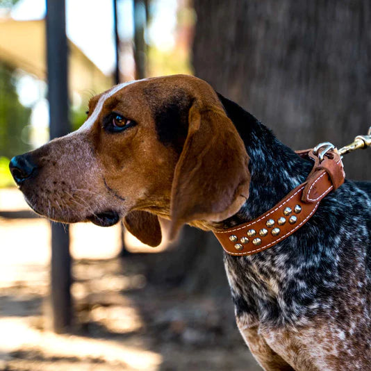 Why Are Some Leather Dog Collars Studded? The History and Benefits