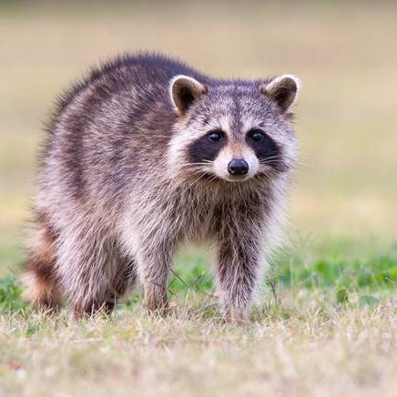 What is the best weather to coon hunt?