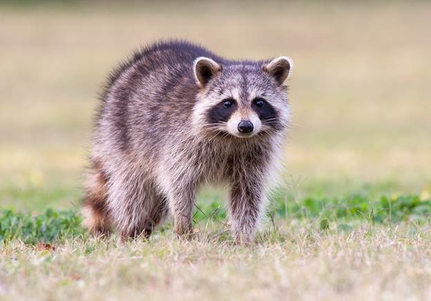 What is the best weather to coon hunt?