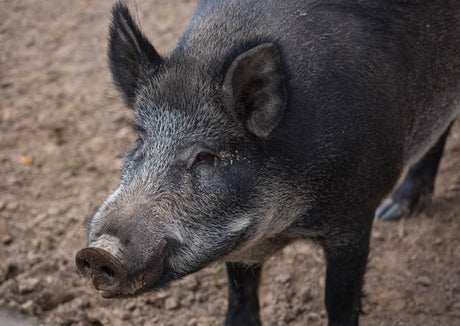 Top Hog Hunting Tips