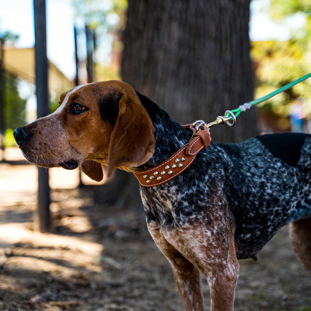 Dog Collars & Leads Huntsmart