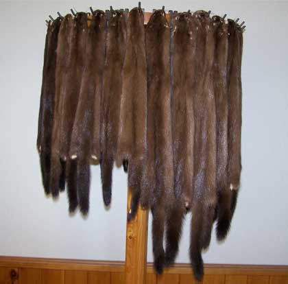 Tanned Wild Mink - Huntsmart