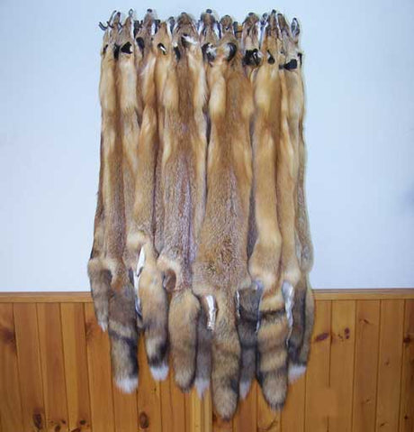 Tanned Red Fox - Huntsmart
