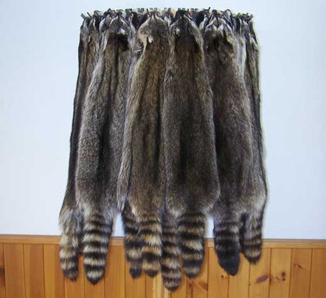 Tanned Raccoon - Huntsmart