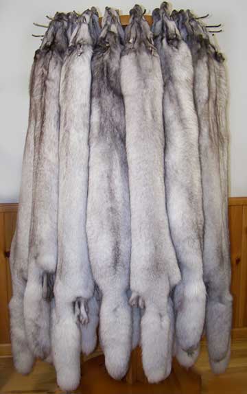 Tanned Blue Fox - Huntsmart