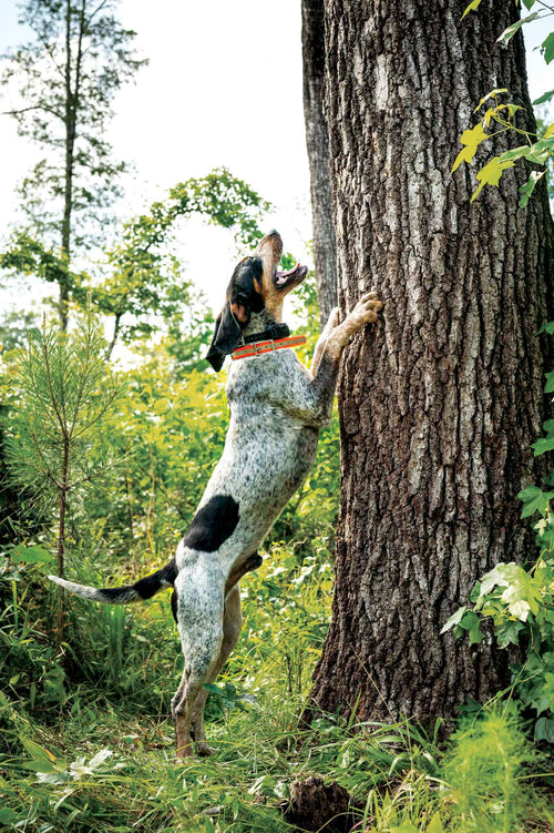 bluetick coonhound treeing a racoon