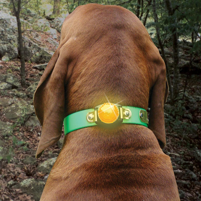 Nite Lite LED Collar Safety Light - Huntsmart
