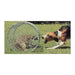 Dog Training Small 15" x 18" Raccoon Roll Cage - Huntsmart